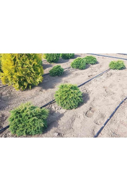 Тсуга канадская Джедделох в питомнике