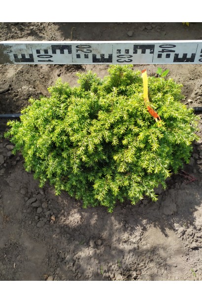 Тсуга канадская Джедделох ком/20-25см/Ø50см