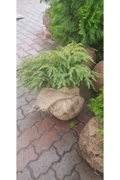 Тсуга канадская Джедделох в садовом центре с округлой кроной.
