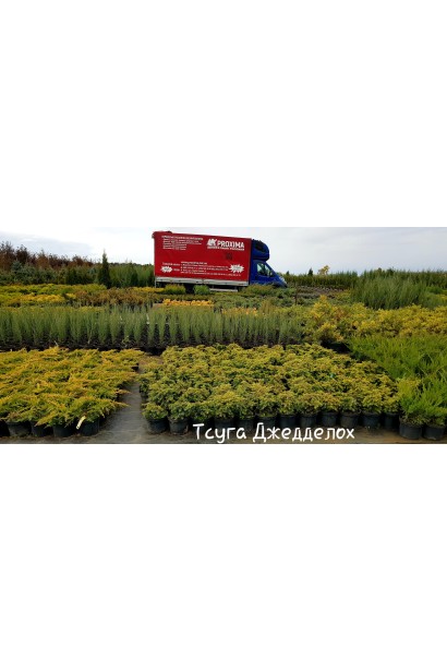 Тсуга канадская Джедделох – садовый центр проксима