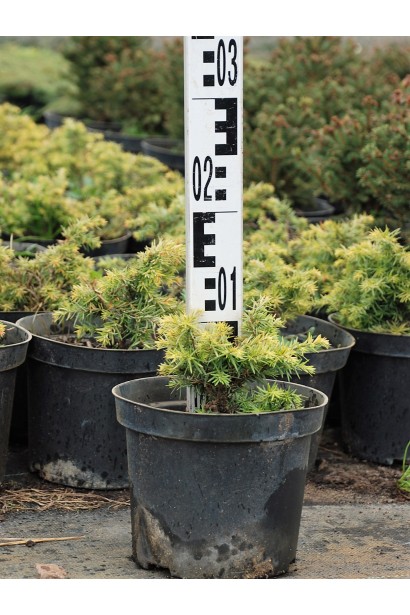 Тсуга канадская Джедделох - 3л/10-15см/15-20см