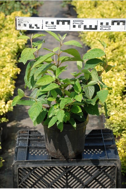 Калина складчаста Каскад діаметр 25-35 см