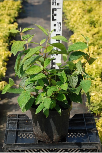 Калина Каскад в горщику 3 л 20-30 см