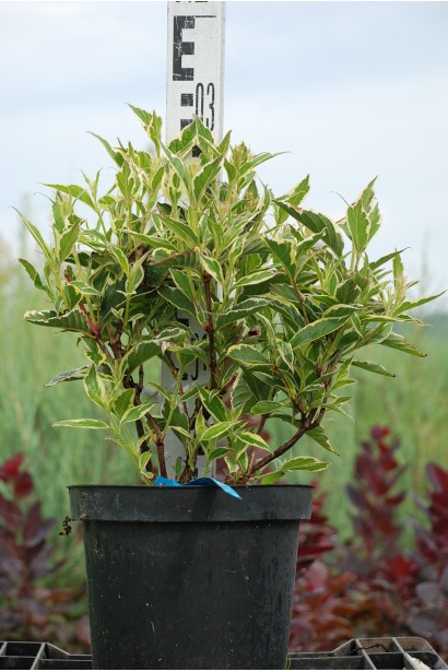 Вейгела цветущая Нана Вариегата контейнер 3 л