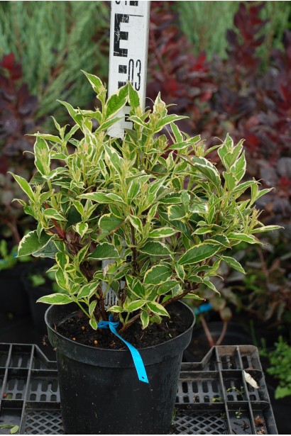 Вейгела цветущая Нана Вариегата в горшке 3 л, высота 20-30 см