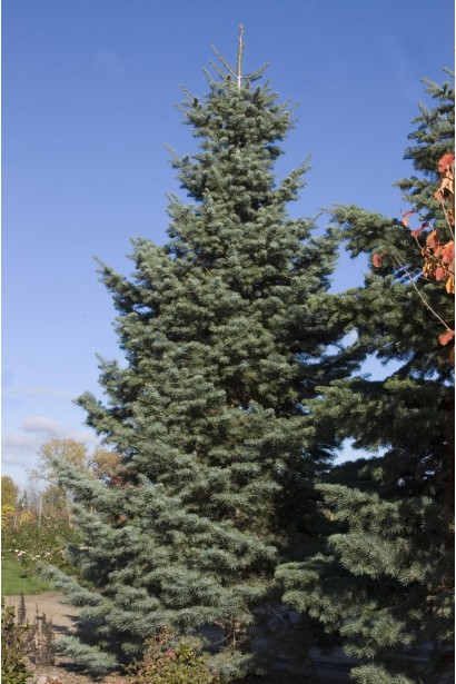 Доросла ялиця каліфорнійська: велична рослина із симетричною широкою кроною.