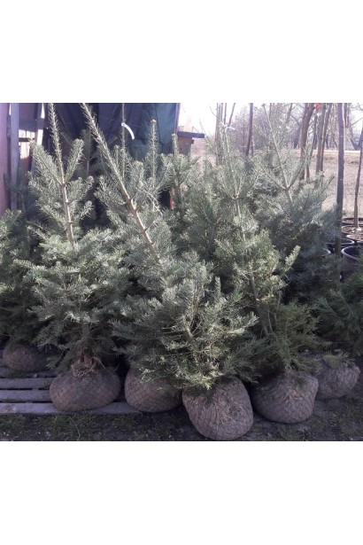 Саджанці Abies concolor у садовому центрі: готові до висадки.