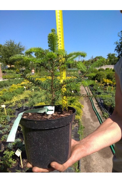 Саджанець ялиці одноколірної: декоративна хвойна рослина для вашого саду.