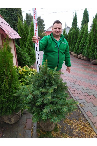 Саджанець Abies concolor у садовому центрі: готовий до висадки.