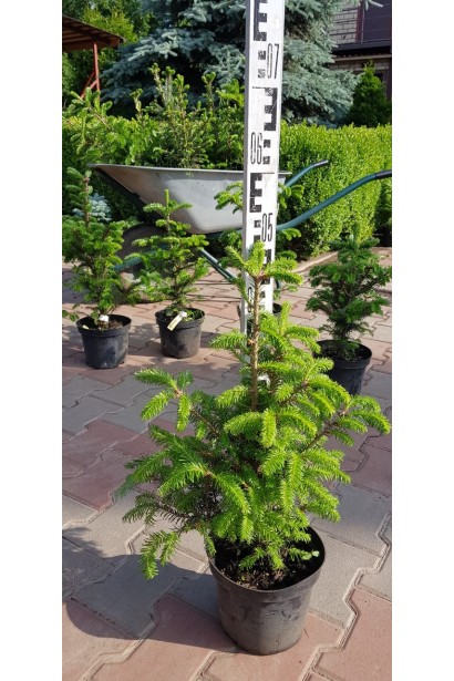 Пихта Фразера - 5л/вис.40-50см/Ø20-30см