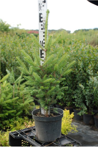 Пихта Фразера - 5л/вис.50-60см/Ø25-35см