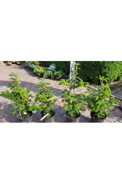 Саженцы пихты Фразера: популярный выбор для зеленых насаждений.