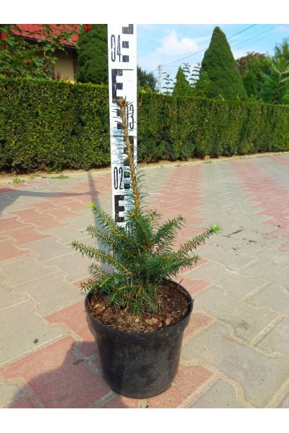 Саженец пихты Фразера: отличный выбор для вашего сада.