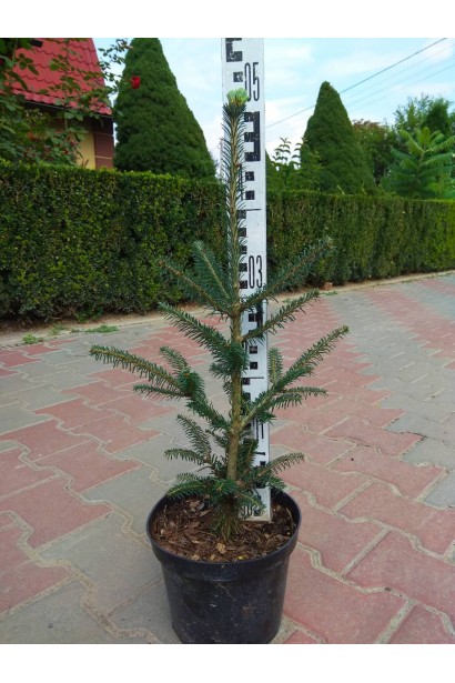 Пихта Фразера в контейнере