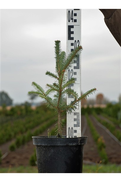 Пихта Фразера