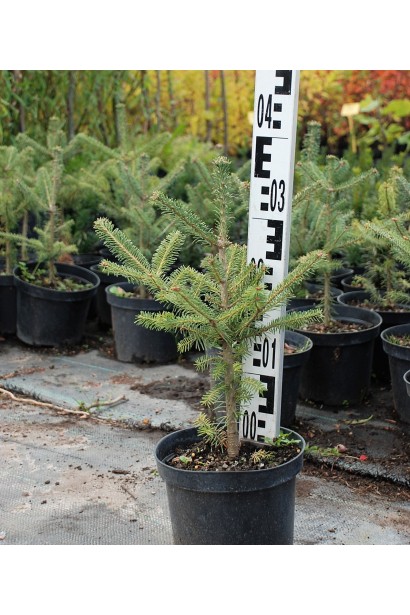 Саженец пихты Фразера в садовом центре: готов к посадке.