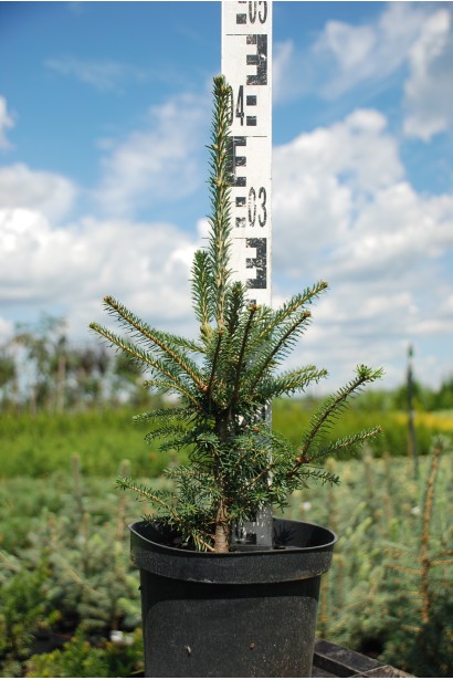 Пихта Фразера - 3л/вис.30-40см/Ø20-25см