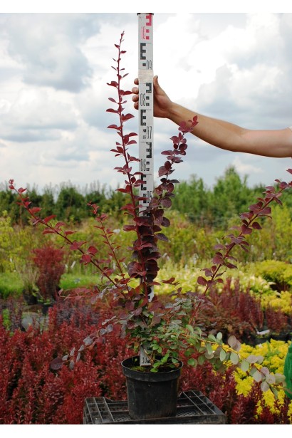 Барбарис оттавский Суперба в горшке 80-100 см