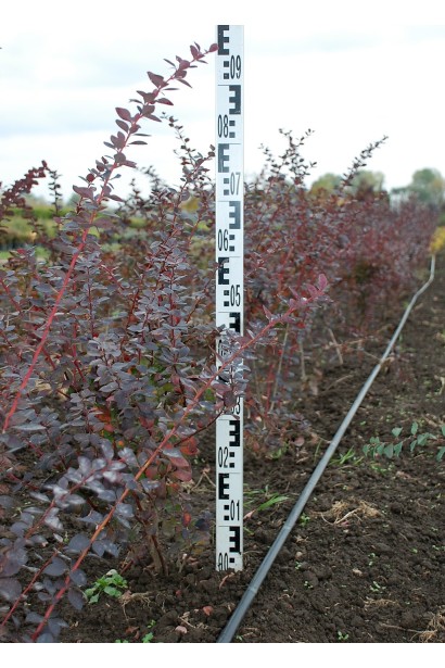 Барбарис оттавский Суперба в поле