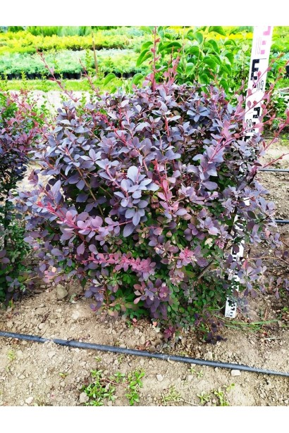 Барбарис Superba