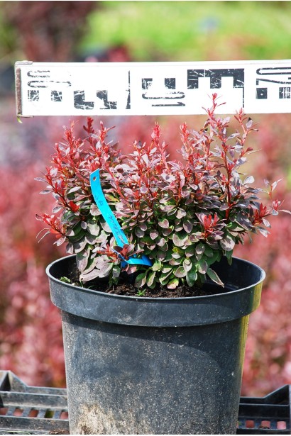 Барбарис Тунберга Багатель карликовий сорт