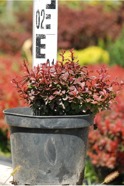 Барбарис Тунберга Багатель  саджанець