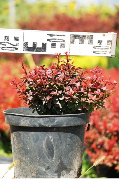 Барбарис Тунберга Багатель діаметр 20 см