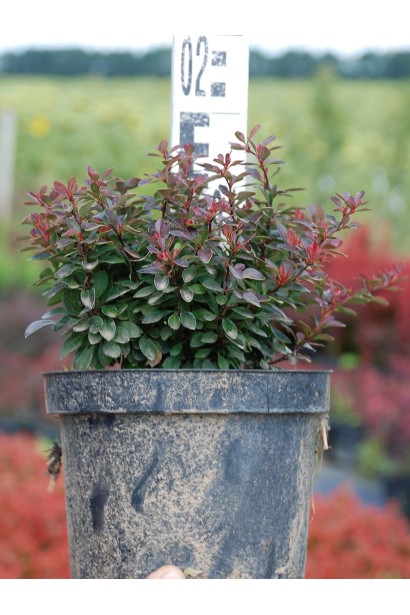 Барбарис Тунберга Багатель в контейнері 3 л