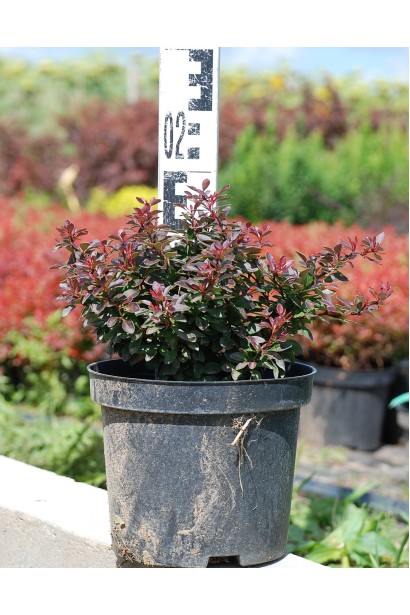 Барбарис Тунберга Багатель саджанець