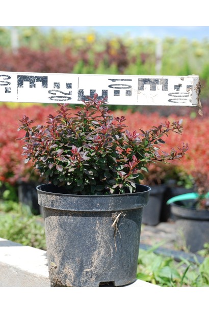 Барбарис Тунберга Багатель в садовому центрі