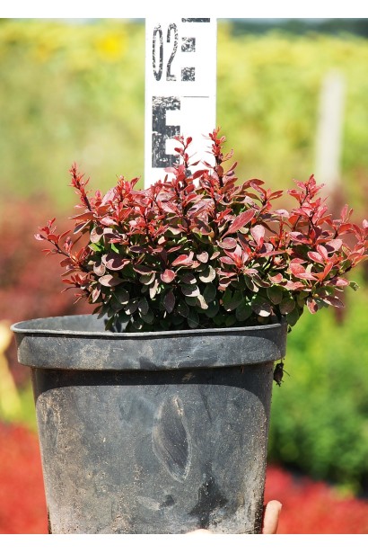 Барбарис Тунберга Багатель 