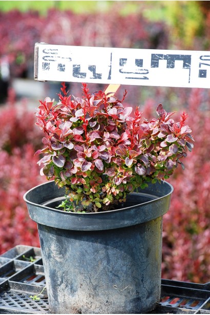 Барбарис Тунберга Багатель в горщику