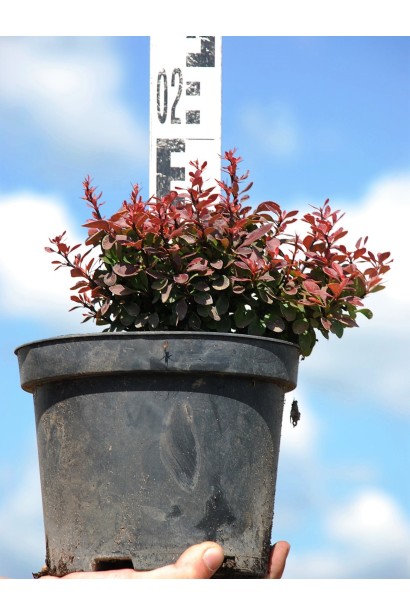 Барбарис Thunbergii Bagatelle