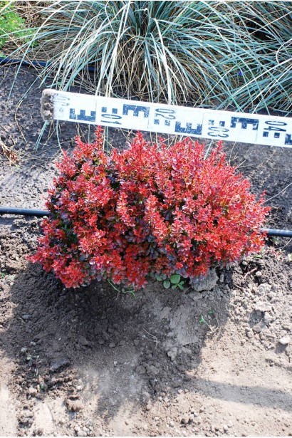 Барбарис Багатель в полі діаметр 45 см