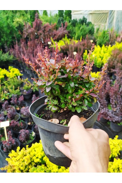 Барбарис Тунберга Bagatelle