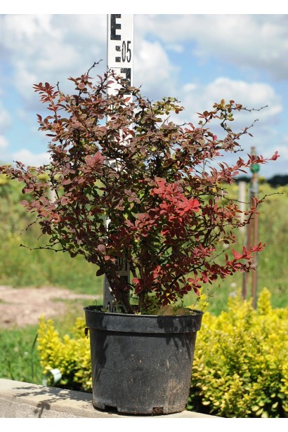 Барбарис тунберга Голден Рінг  в контейнері