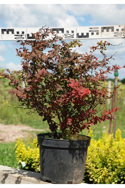 Барбарис тунберга Голден Рінг 