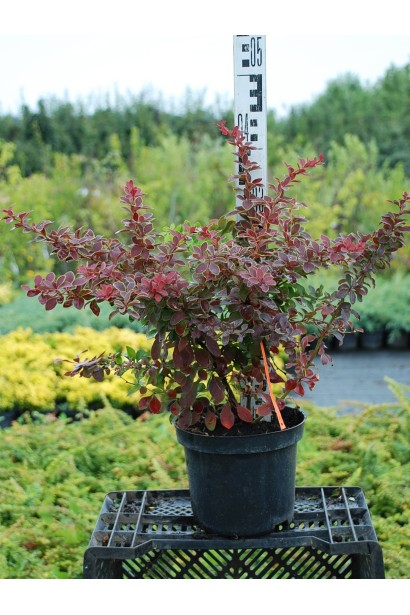 Барбарис Голден Рінг в горщику 3 л