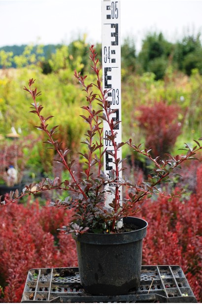 Барбарис Тунберга Ред Чіф  в горщику висота 45 см