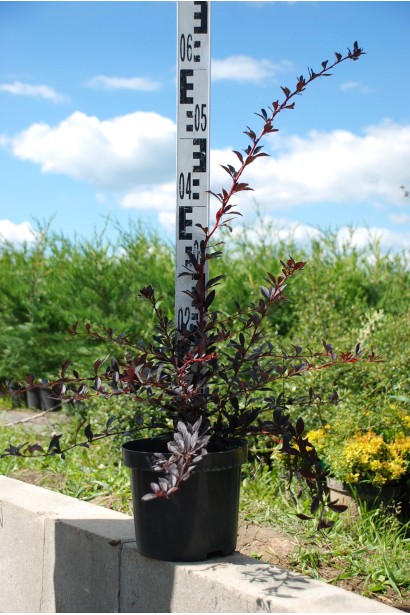 Барбарис Red Chief