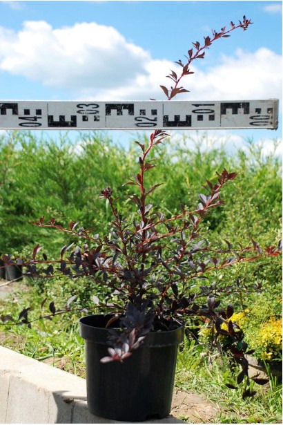 Berberis Thunbergii Red Chief