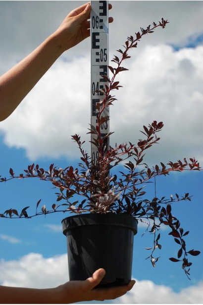 Барбарис Тунберга Ред Чіф саджанець висота 60-65 см