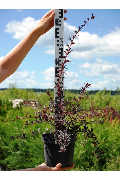 Berberis Thunbergii Red Chief саджанець