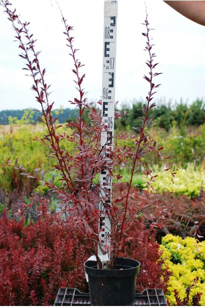Барбарис Тунберга Ред Чіф