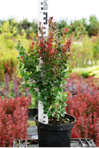 Барбарис  Ред Піллар в контейнері  5л