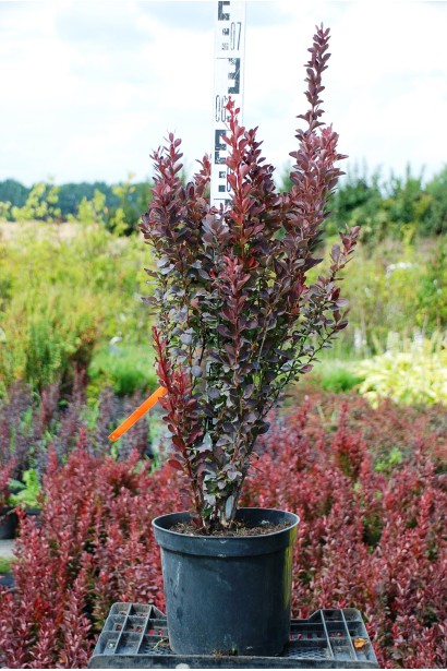 Барбарис Тунберга Атропурпуреа в горщику 3 л