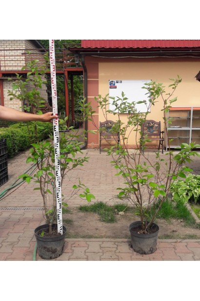 Дерен білий Сібіріка в горщику 5 л 130-150 см