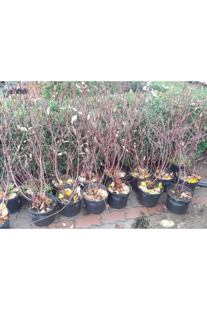 Дерен білий Сібіріка саджанці в садовому центрі