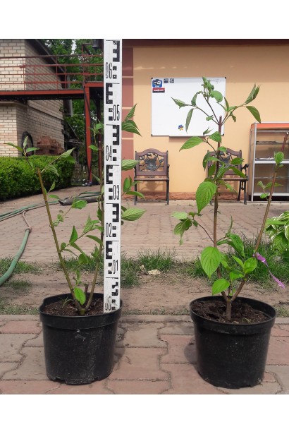 Дерен Сібіріка горщик 3 л 30-50 см