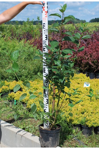 Дерен білий Сібіріка в горщику 3 л 90-110 см